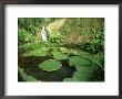 The Eden Project, Victoria Cruziana, Uk by David Cayless Limited Edition Print