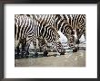 Burchell's Zebra (Equus Burchelli), Drinking, Tarangire National Park, Tanzania, East Africa by James Hager Limited Edition Print