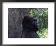 Gorilla, Franklin Park Zoo, Boston by Harold Wilion Limited Edition Print