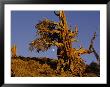 Ancient Bristlecone Pine Forest In The White Mountains Near Bishop by Michael S. Lewis Limited Edition Print