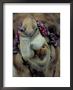 Close-Up Of A Camel by Jodi Cobb Limited Edition Pricing Art Print