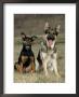 German Shepherd And Mixed Breed Dogs by Petra Wegner Limited Edition Print