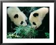Pandas Eating Bamboo, Wolong, Sichuan, China by Keren Su Limited Edition Print
