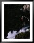 Bungee Jumping At Lake Taupo, Taupo, New Zealand by David Wall Limited Edition Print