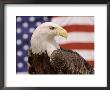 American Bald Eagle Portrait Against Usa Flag by Lynn M. Stone Limited Edition Pricing Art Print
