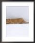 Domestic Cat, Cream British Shorthair Male Cat, Crouching Down by Jane Burton Limited Edition Print