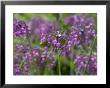 Allium Cernuum by Mark Bolton Limited Edition Pricing Art Print