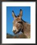Domestic Donkey Head Portrait, Europe by Reinhard Limited Edition Print