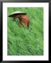 Person In Rice Paddies, Bali, Indonesia by Peter Adams Limited Edition Print