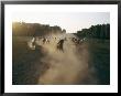 Horses Create A Dust Cloud As They Race Across A Field by Sisse Brimberg Limited Edition Print