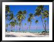Dominican Republic, Punta Cana, West Indies by Jeremy Lightfoot Limited Edition Print