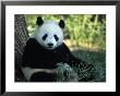 A Giant Panda Eating Bamboo, National Zoo, Washington D.C. by Taylor S. Kennedy Limited Edition Print