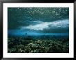 Underwater View Of A Wave Breaking Over A Reef by Nick Caloyianis Limited Edition Print