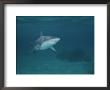 A Blacktip Shark In The Waters Off The Bahama Islands by Brian J. Skerry Limited Edition Print