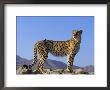Portrait Of Standing Cheetah, Tsaobis Leopard Park, Namibia by Tony Heald Limited Edition Pricing Art Print