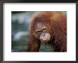 Juvenile Orang Utan Playing In Water, Gunung Leuser National Park, Sumatra Indonesia by Anup Shah Limited Edition Print