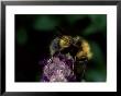 Bumble Bee On Flower, Oxfordshire, Uk by O'toole Peter Limited Edition Print