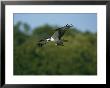 Osprey (Pandion Haliaetus) Flying With Catch, Lovers Keys, Florida by Roy Toft Limited Edition Print