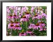 Pink Summer Border, Echinacea (Coneflower) And Sidalcea Malviflora Elsie Heugh (Checkerbloom) by Mark Bolton Limited Edition Print
