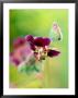 Geranium Samobor, Close-Up Of Purple Flower Head, September by Lynn Keddie Limited Edition Print