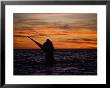 Southern Right Whale, Female At Sunset, Valdes Penin by Gerard Soury Limited Edition Print