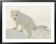 Arctic Fox, Along The Ice Edge Of Hudson Bay, Near Churchill, Canada by Daniel Cox Limited Edition Pricing Art Print