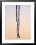 Single Icicle At Sunset, Devon, Uk by David Clapp Limited Edition Print
