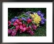 Spring Trug With Pink And Blue Hyacinthus Orientalis (Hyacinth) by Lynne Brotchie Limited Edition Print