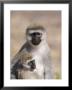 A Close View Of A Vervet Monkey And Her Baby by Kenneth Garrett Limited Edition Print