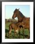 Horse, With Foal, Brown Mare And Newly Born South Yorkshire by Mark Hamblin Limited Edition Pricing Art Print