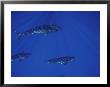 A Pod Of Pilot Whales Swims Off The Kona Coast by Bill Curtsinger Limited Edition Print