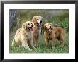 Golden Retriever, Adults With Older Pup Montana by Alan And Sandy Carey Limited Edition Print