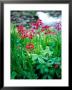 Primula Pulverulenta (Candida), Close-Up Of Flowers By A Pond by Pernilla Bergdahl Limited Edition Print