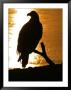 American Bald Eagle Silhouette At Sunset(Haliaeetus Leucocephalus) by Roy Toft Limited Edition Print