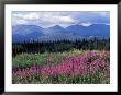 Fireweed Blooms Near Kluane National Park, Yukon, Canada by Paul Souders Limited Edition Print