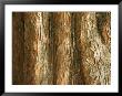 Close-Up Of Brown And Gray Rough Tree Bark by Al Petteway Limited Edition Print