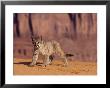 Mountain Lion, Portrait Of Young Cub, Usa by Daniel Cox Limited Edition Pricing Art Print