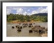 Elephants Bathing In The River, Pinnewala Elephant Orphanage Near Kegalle, Sri Lanka, Asia by Gavin Hellier Limited Edition Print