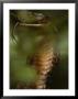 A Close View Of A King Cobra Flicking Its Tongue Out by Mattias Klum Limited Edition Print