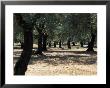 Olive Grove, Puglia, Italy, Europe by Oliviero Olivieri Limited Edition Print