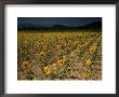 Sunflowers, The Corbieres, Aude, Languedoc-Roussillon, France by David Hughes Limited Edition Print