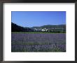 Lavender Fields Outside The Village Of Montclus, Gard, Languedoc Roussillon, France by Ruth Tomlinson Limited Edition Print