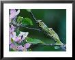 Two Frogs On Branch by Nancy Rotenberg Limited Edition Print