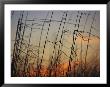 Tall Grasses Blowing In The Wind At Twilight by Raymond Gehman Limited Edition Print