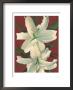 White Lily by Sophia Davidson Limited Edition Pricing Art Print