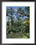 Coconut Palms And Fan Palms, Tropical Botanical Gardens, Hilo, Hawaiian Islands by Tony Waltham Limited Edition Pricing Art Print