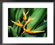 Bird Of Paradise Flower, Almond Beach Club, Spa, St James by Holger Leue Limited Edition Print