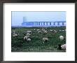 The New Oresund Bridge Between Malmo And Copenhagen From Bunkeflostrand, Malmo, Skane, Sweden by Anders Blomqvist Limited Edition Print