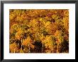 Autumn Foliage On Aspen Trees, Steamboat Springs, Colorado by Holger Leue Limited Edition Print