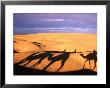 Camel Ride Shadows Across Sahara, Ksar Ghilane, Kebili, Tunisia by Christopher Groenhout Limited Edition Print